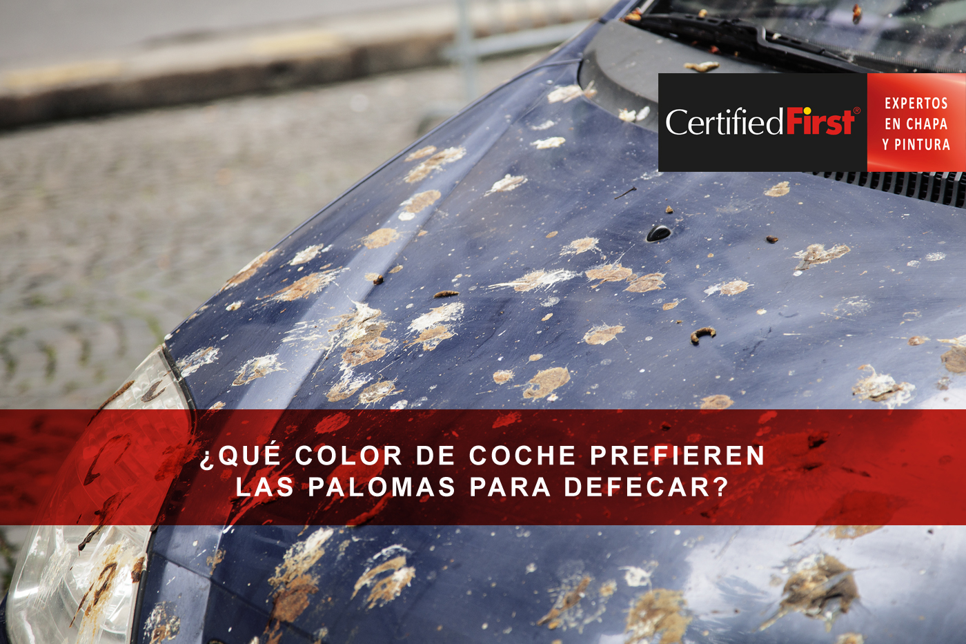 ¿Qué color de coche prefieren las palomas para defecar?